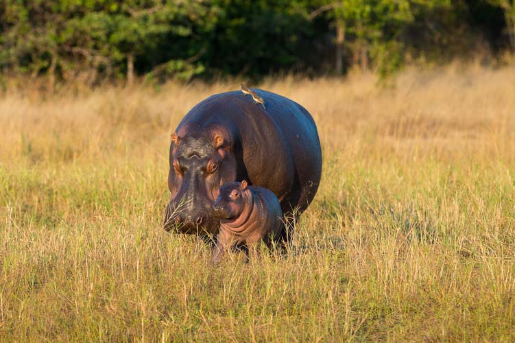 © Sunway Safaris / Bruce Taylor